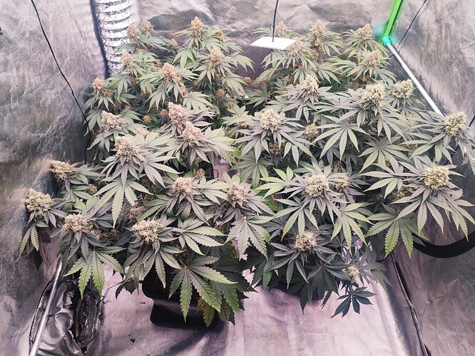 Growreport Bild 3