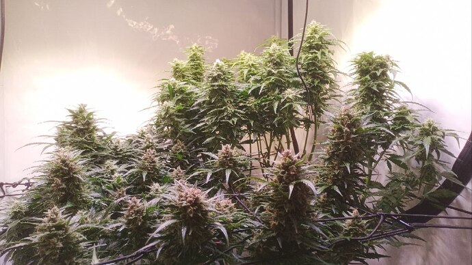 Growreport Bild 1