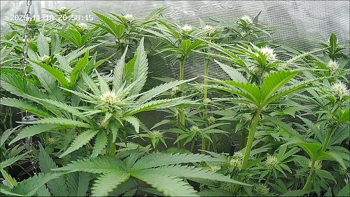 Growreport Bild 4