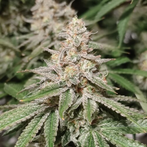 Growreport Bild 16
