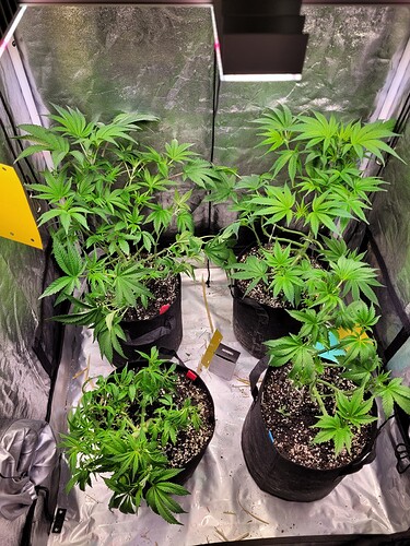 Growreport Bild 5