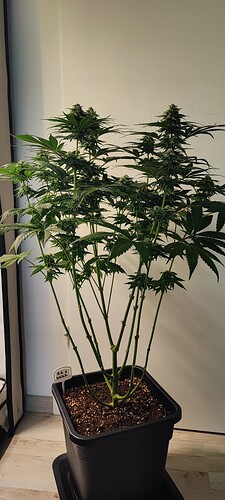 Growreport Bild 10