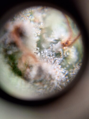 Growreport Bild 2