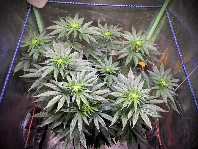 Growreport Bild 3