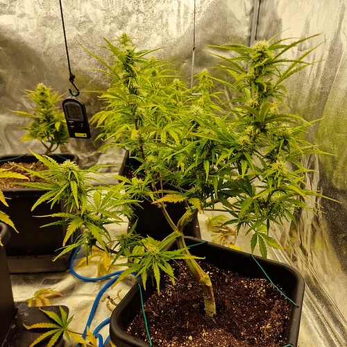 Growreport Bild 11