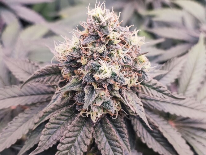 Growreport Bild 25