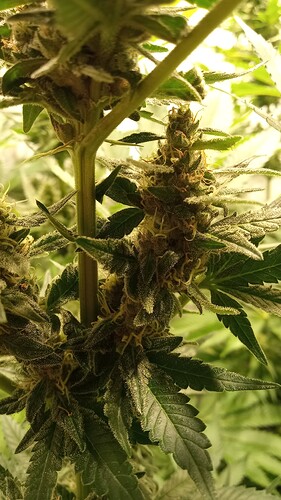 Growreport Bild 20