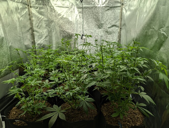 Growreport Bild 5