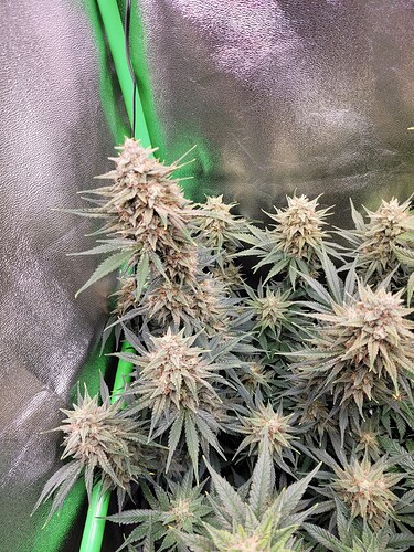Growreport Bild 13