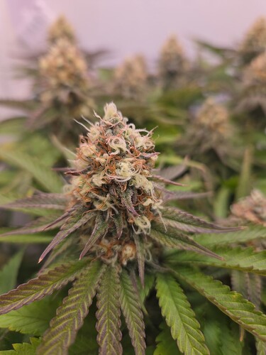 Growreport Bild 3