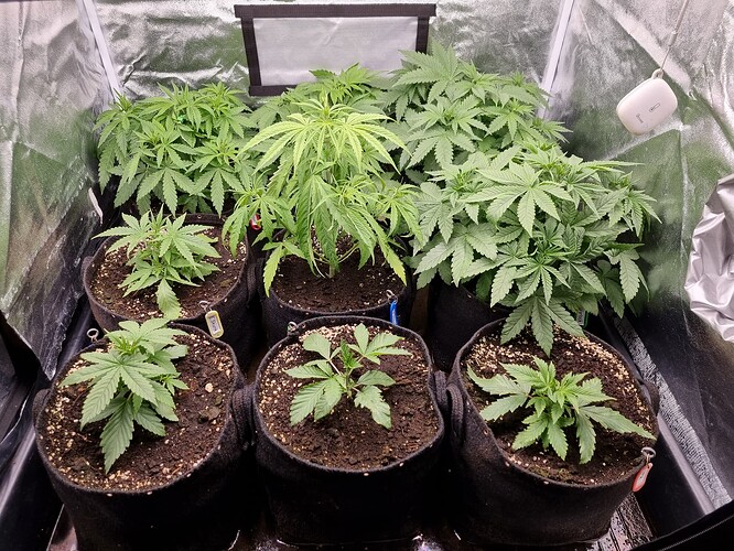 Mehrere junge Cannabispflanzen in Stofftöpfen wachsen in einem Zelt.