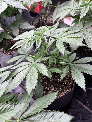 Growreport Bild 19