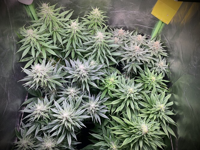 Growreport Bild 2