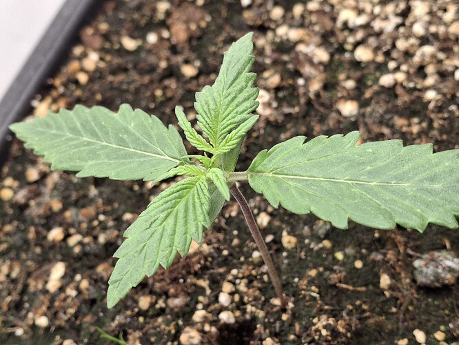 Growreport Bild 19