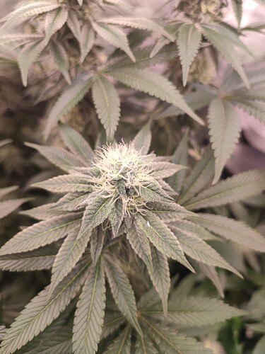 Growreport Bild 98