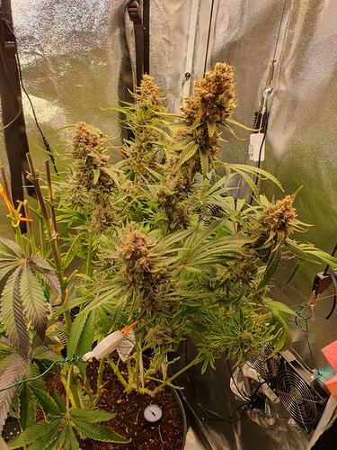 Growreport Bild 5