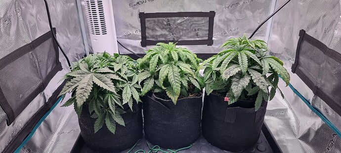 Growreport Bild 1