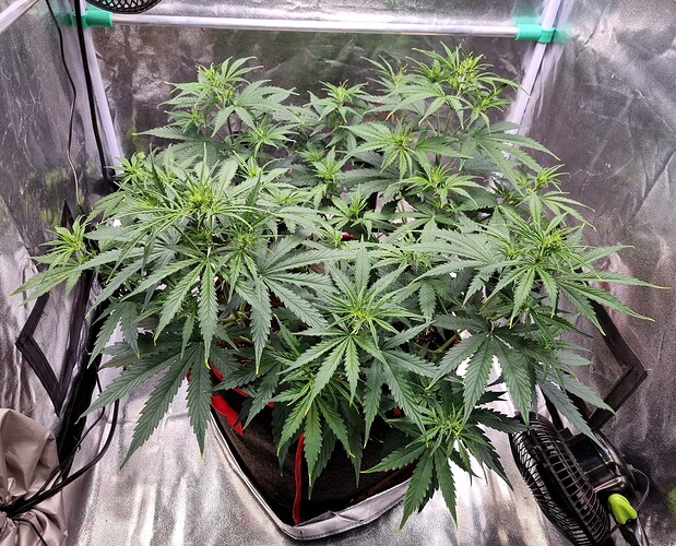 Growreport Bild 45