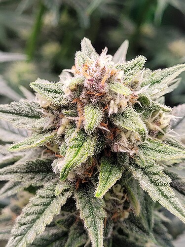 Growreport Bild 14