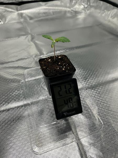 First Grow - First Fails / 80x80 Indoor 2x TS600