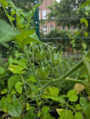 Growreport Bild 16