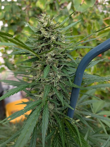 Growreport Bild 5