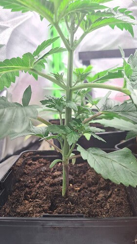 Growreport Bild 4