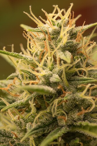 Growreport Bild 4