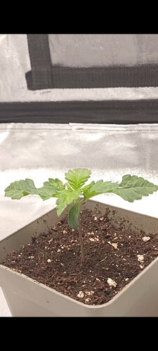 Growreport Bild 5