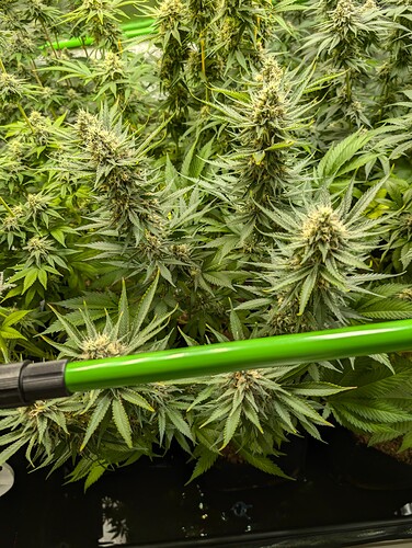Growreport Bild 4