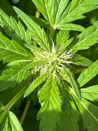 Growreport Bild 15