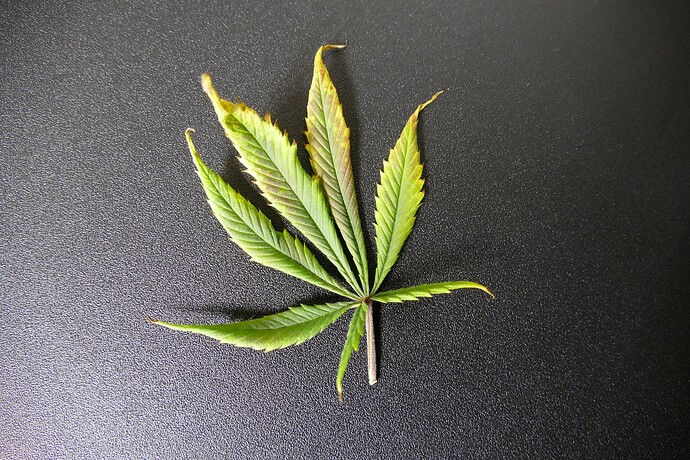 Blatt_Phosphormangel