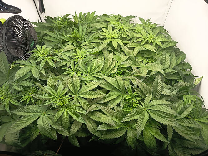 Growreport Bild 5
