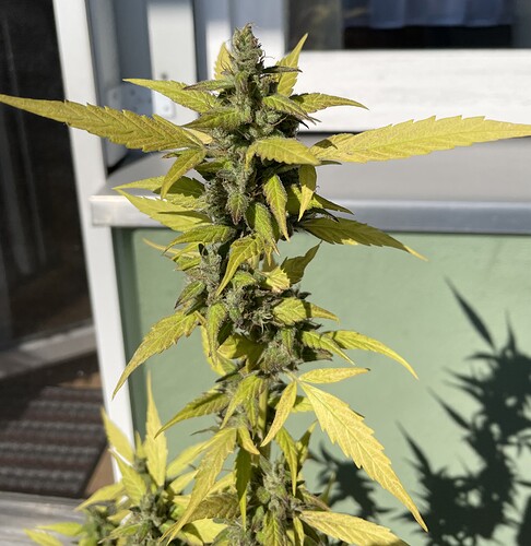 Growreport Bild 7