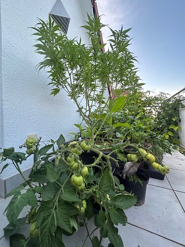 Growreport Bild 4