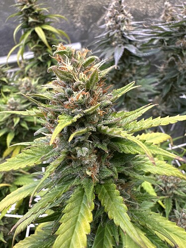 Growreport Bild 16