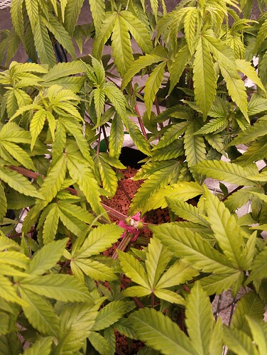 IMG_20241103_193837 - Kopie