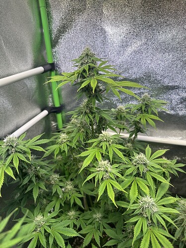 Growreport Bild 7
