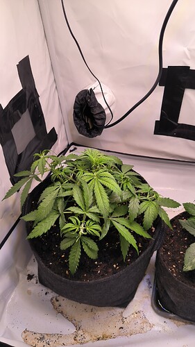 Growreport Bild 13