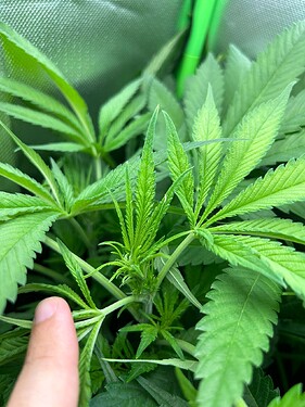 Growreport Bild 2