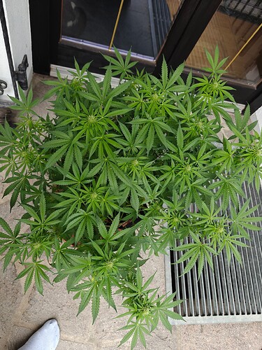Growreport Bild 5