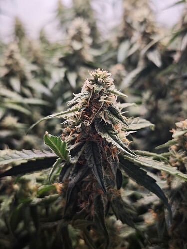 MVIMG_20251114_155756