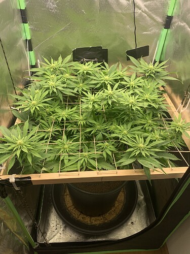 Growreport Bild 5