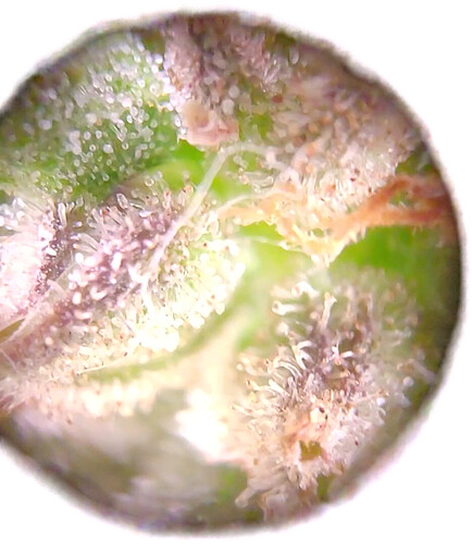 Growreport Bild 3