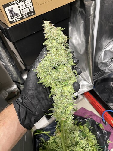 Growreport Bild 4