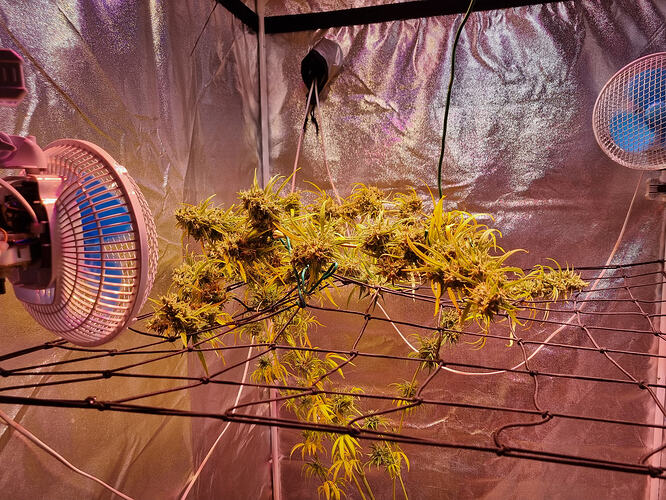 Eine blühende Cannabispflanze in einem Growzelt, gestützt von einem Netz und beleuchtet von einer Lampe, mit zwei Ventilatoren im Hintergrund.