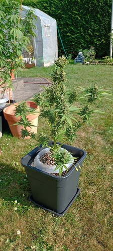 IMG_20240901_163252
