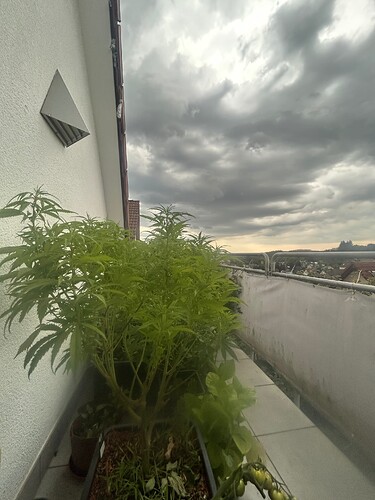 Growreport Bild 59