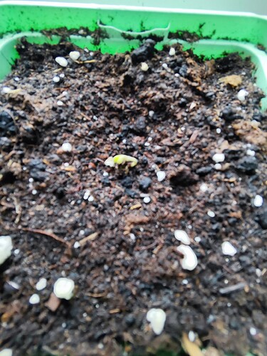 Growreport Bild 2