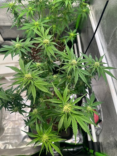 Growreport Bild 8